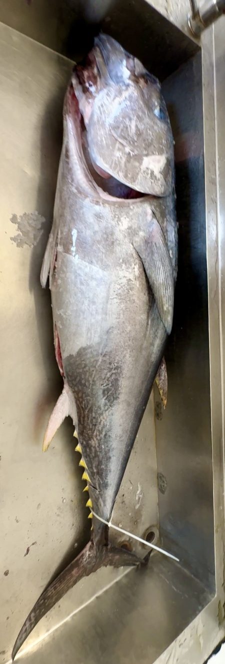 Plavoperajna tuna PP tuna
